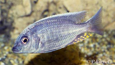 Aulonocara maylandi kandeensis